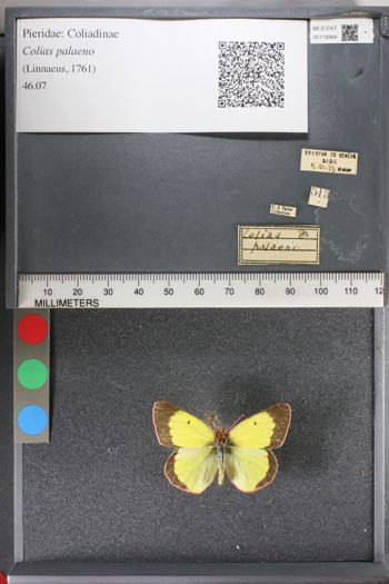 Media type: image;   Entomology 118968